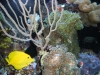 aquariums-4