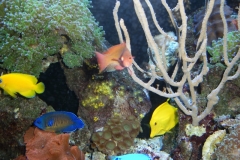 Reef Aquarium