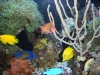 aquariums-5