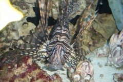 Saltwater Aquarium