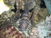 aquariums-16
